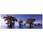 112448-Puzzle-1000-Pcs-AvH-Humboldt-Bald-Cypresses-HEYE-29607