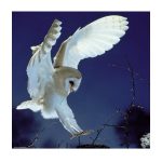 29467-Barn-Owl-2