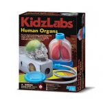 Kidzlabs Human Organs