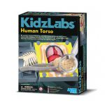 Kidzlabs Human Torso Anatomy