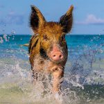 Puzzle 1000 Pcs KVH, Paradise Pig2