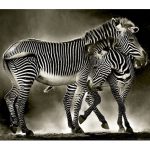 Puzzle 500 Pcs Zebras2