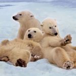 ursos polares