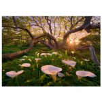 HEYE-Magic-Forests-29906-2